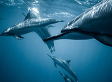 意甲前四大势：欧冠门票体验卡到期，哀哉米兰